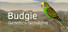 Budgie Genetics Simulator