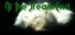 At the dream end