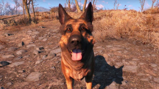 Bethesda хочет добавить систему петов в Fallout 76