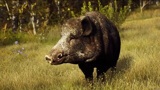 Захватывающий видеоролик с флорой и фауной Трансильвании для симулятора охоты Way of the Hunter