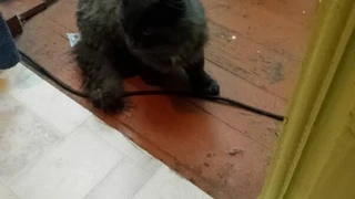 Проект «Орбита» в Мире танков