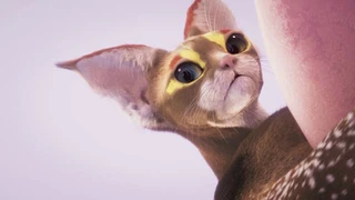 Разработчики MMO Catly опровергли слухи об использовании в игре блокчейна и NFT